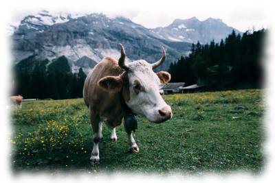 Bild mit einer Kuh als Verbildlichung für Colostrum LR