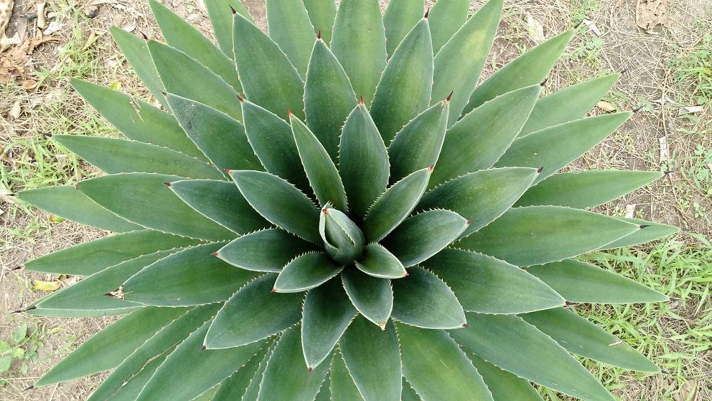 Foto der Pflanze zur Fragestellung was sind die wichtigsten Aloe Vera Inhaltsstoffe