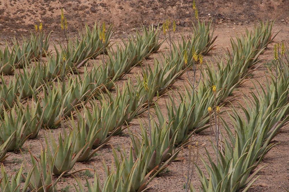 Foto mit Plantage als ein Kennzeichen für eine hohe Aloe Vera Qualität bei Produkten